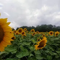 champ de tournesol sous un ciel nuageux