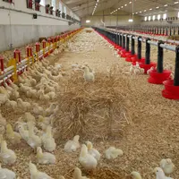 poussins dans un élevage français