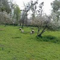 brebis et agneau sous des pommiers