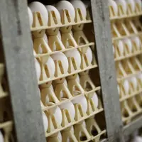 oeufs blancs en caisse