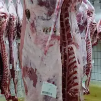 carcasse de bovins en abattoir