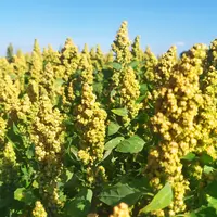 Champ de quinoa dans le Maine-et-Loire