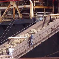 Sheep being offloaded from a cargo ship in Oman