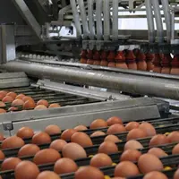 Convoyage d'oeufs dans un élevage