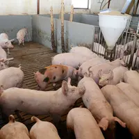 Les porcs