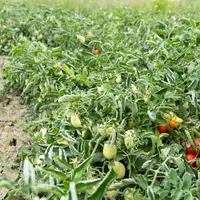 tomates plein champ bio