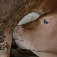 vaux race limousine tetant sa mère