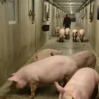 Porcs au départ dans un couloir en élevage
