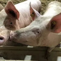 Deux porcs en gestation, élevage sur paille