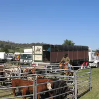 bovins parqués dans une foire agricole en australie
