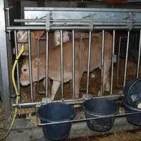 veau élevé en cage à veau