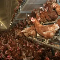 poules rousses en volière