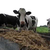 vache laitière devant une mangeoire de paille