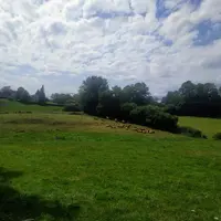 vaches limousines dans un pré de loin