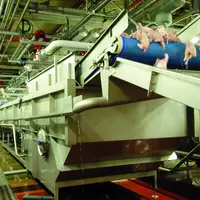 Ligne de refroidissement à l'eau chez Tilly-Sabco. Refroidisseur pour poulets. Industrie de la volaille