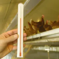 main qui tient un thermomètre devant des poules en élevage
