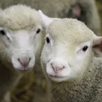 deux agneaux côte à côte
