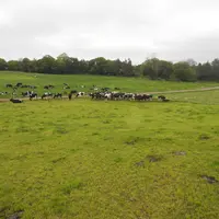 Elevage laitier en Irlande. Vaches au pâturage.