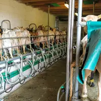 chèvre en salle de traite