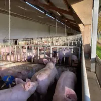 porc en élévage