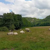 vaches dans une prairie en belgique