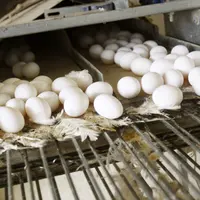 oeufs blancs dans un élevage