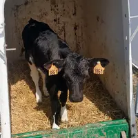 petit veau dans sa niche