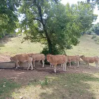 vaches de race parthenaise dans un pré