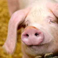 Le porc