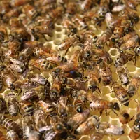 Abeilles sur des rayons de miel