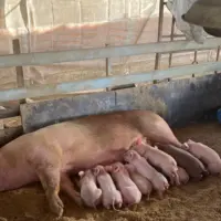 Un élevage porcin au Cambodge