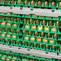 oeufs dans des alvéoles plastiques dans un centre