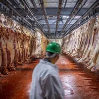 U.S. Department of Agriculture (USDA) meat inspectors and graders perform their mission.