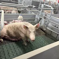 truie devant des porcelets en élevage