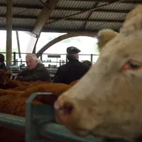 au premier plan, tête de boeuf, dans un marché aux bestiaux