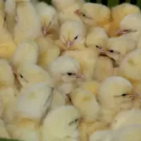poussins