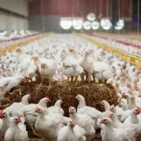 Poulets JA787 aux Pays-Bas. © Hubbard