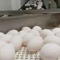 oeufs sur un tapis roulant en élevage