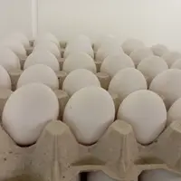 oeufs blancs sur alvéoles