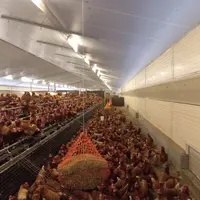 poules à l'intérieur d'un élevage