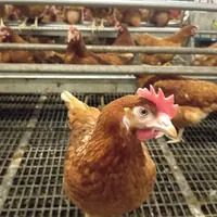 poule rousse en élevage