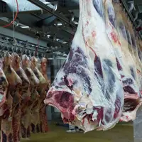 quartiers de boeufs pendus à l'abattoir