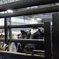 vaches attendant derrière une barrière