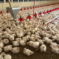 Poules standard dans un poulailler automatisé