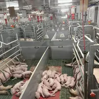 truies et porcelets en élevage