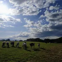 vaches laitières dans une prairie