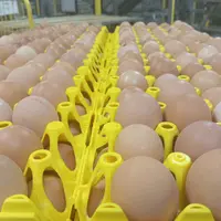 oeufs dans des alvéoles plastiques