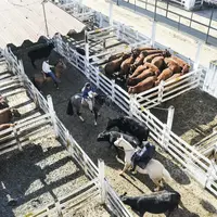 "Lot d'animaux en parc. Elevage bovin en Amérique du Sud. "