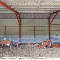 vaches limousines en étable
