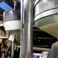 traite des vaches
